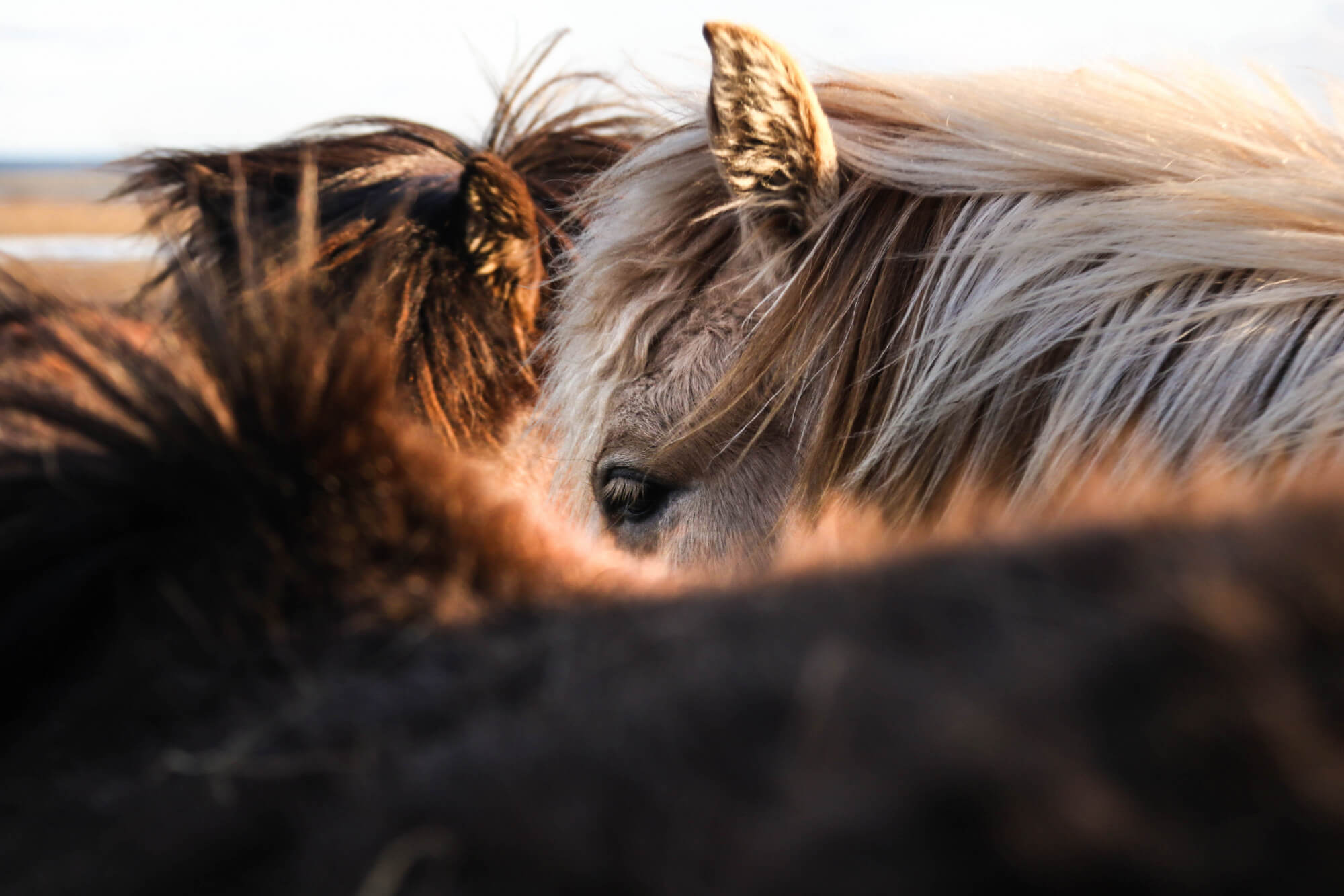 beautiful-closeup-shot-brown-white-horses (1)