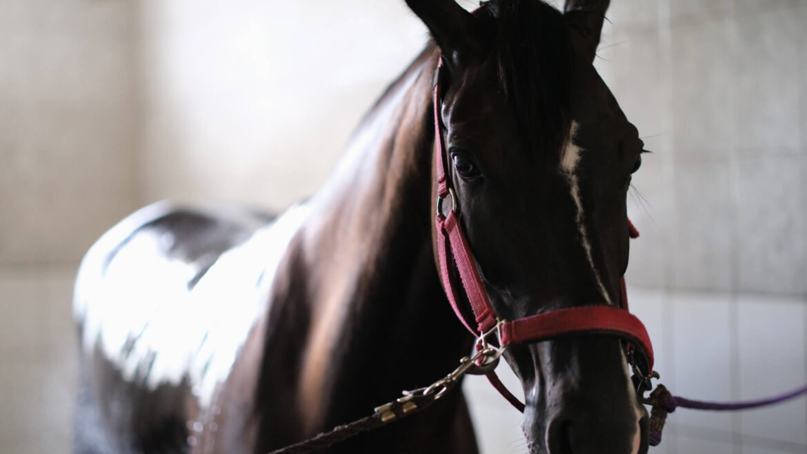thoroughbred-horse-bridle-standing-stable